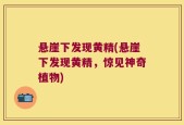 悬崖下发现黄精(悬崖下发现黄精，惊见神奇植物)