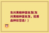东川黄精种苗批发(东川黄精种苗批发，优质品种任您选！)