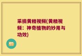 采摘黄精视频(黄精视频：神奇植物的妙用与功效)