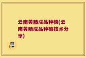 云南黄精成品种植(云南黄精成品种植技术分享)