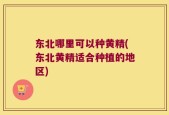 东北哪里可以种黄精(东北黄精适合种植的地区)