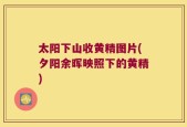太阳下山收黄精图片(夕阳余晖映照下的黄精)