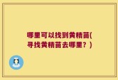 哪里可以找到黄精苗(寻找黄精苗去哪里？)