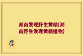 湖南发现野生黄精(湖南野生发现黄精植物)