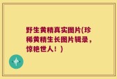 野生黄精真实图片(珍稀黄精生长图片辑录，惊艳世人！)