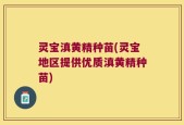 灵宝滇黄精种苗(灵宝地区提供优质滇黄精种苗)