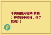 干黄精图片视频(黄精：神奇的中药材，你了解吗？)