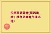 挖回草药黄精(草药黄精：秋冬药膳补气佳选择)