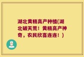 湖北黄精高产种植(湖北破天荒！黄精高产神奇，农民欣喜连连！)
