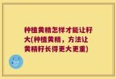 种植黄精怎样才能让籽大(种植黄精，方法让黄精籽长得更大更重)