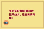 多花多籽黄精(黄精种植效益大，适宜田间种植)