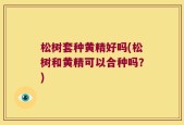 松树套种黄精好吗(松树和黄精可以合种吗？)