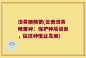 滇黄精秧苗(云南滇黄精苗种：保护种质资源，促进种植业发展)