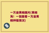 一万亩黄精图片(黄精海！一张图看一万亩黄精种植情况)