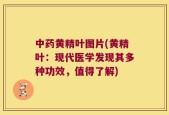 中药黄精叶图片(黄精叶：现代医学发现其多种功效，值得了解)