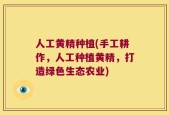 人工黄精种植(手工耕作，人工种植黄精，打造绿色生态农业)