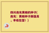 四川南充黄精的种子(南充：黄精种子颜值高，丰收在望！)