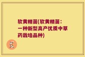 软黄精苗(软黄精苗：一种新型高产优质中草药栽培品种)