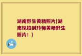 湖南野生黄精照片(湖南现拍到珍稀黄精野生照片！)
