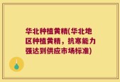 华北种植黄精(华北地区种植黄精，抗寒能力强达到供应市场标准)