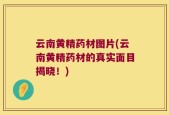 云南黄精药材图片(云南黄精药材的真实面目揭晓！)