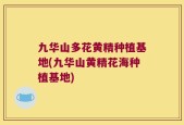 九华山多花黄精种植基地(九华山黄精花海种植基地)