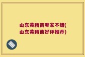 山东黄精苗哪家不错(山东黄精苗好评推荐)