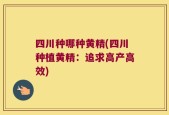 四川种哪种黄精(四川种植黄精：追求高产高效)