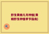 野生黄精几月种植(黄精野生种植季节指南)