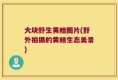 大块野生黄精图片(野外拍摄的黄精生态美景)