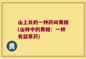 山上长的一种药叫黄精(山林中的黄精：一种有益草药)