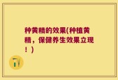 种黄精的效果(种植黄精，保健养生效果立现！)