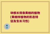 块根长得像黄精的植物(黄精样植物的形态特征及生长习性)