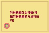 竹林黄精怎么种植(种植竹林黄精的方法和技巧)