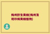 梅州野生黄精(梅州发现珍稀黄精植物)