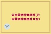 云南黄精种类图片(云南黄精种类图片大全)