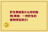 野生黄精是什么样的植物(黄精：一种野生的植物特征简介)