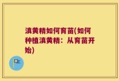 滇黄精如何育苗(如何种植滇黄精：从育苗开始)