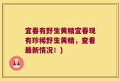 宜春有野生黄精宜春现有珍稀野生黄精，查看最新情况！)