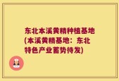 东北本溪黄精种植基地(本溪黄精基地：东北特色产业蓄势待发)