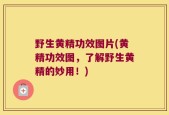 野生黄精功效图片(黄精功效图，了解野生黄精的妙用！)