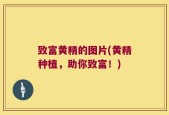 致富黄精的图片(黄精种植，助你致富！)