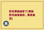 野生黄精抽芽了(黄精野生抽发新枝，春意盎然)