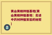 黄山黄精种植基地(黄山黄精种植基地：走进中药材种植背后的秘密)