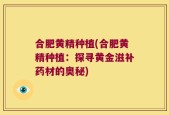 合肥黄精种植(合肥黄精种植：探寻黄金滋补药材的奥秘)