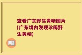 查看广东野生黄精图片(广东境内发现珍稀野生黄精)