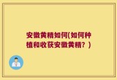 安徽黄精如何(如何种植和收获安徽黄精？)