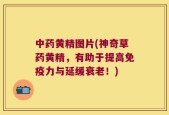 中药黄精图片(神奇草药黄精，有助于提高免疫力与延缓衰老！)