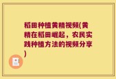 稻田种植黄精视频(黄精在稻田崛起，农民实践种植方法的视频分享)
