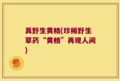 真野生黄精(珍稀野生草药“黄精”再现人间)